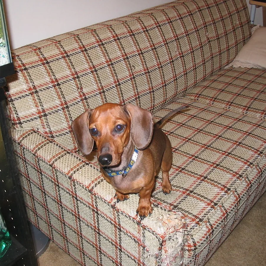 Alfredo, dachshund, sentado no sofá da sala