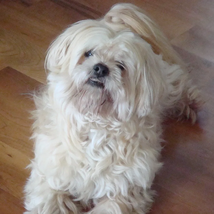 Belinha, lhasa apso, sentada no piso de madeira