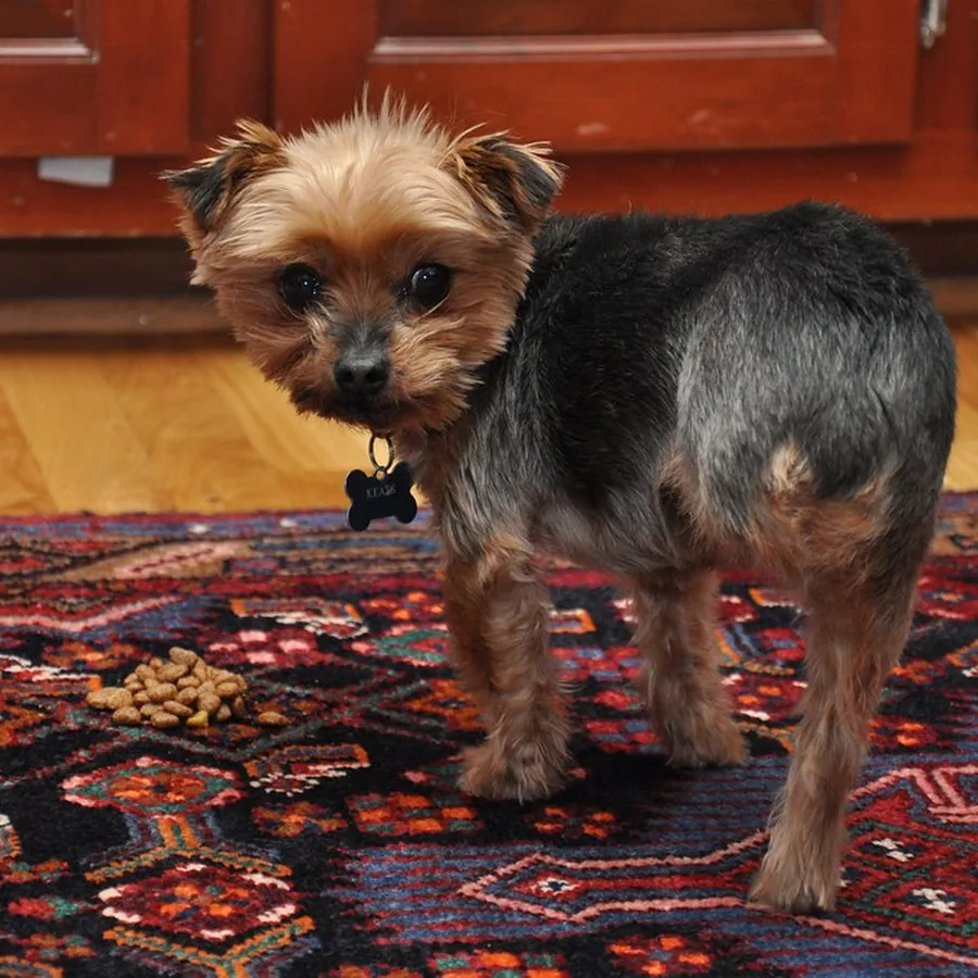 Nina, yorkshire, em pé no tapete da sala