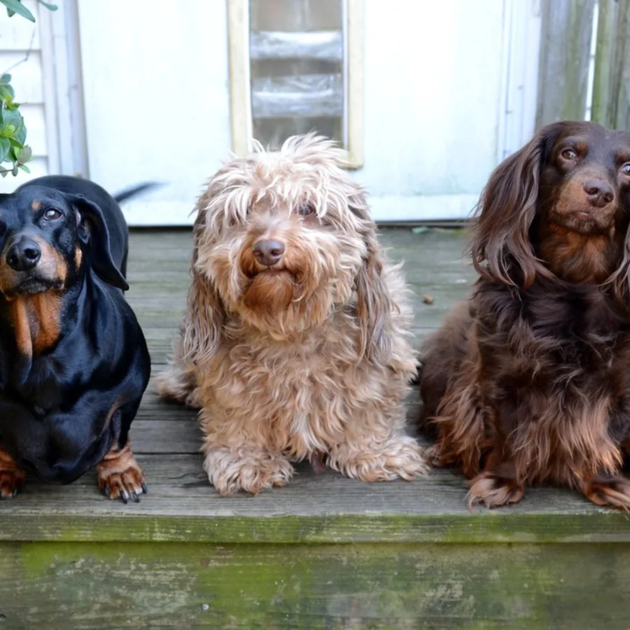 Nino, Fred e Nala, SRD, sentados na entrada de casa