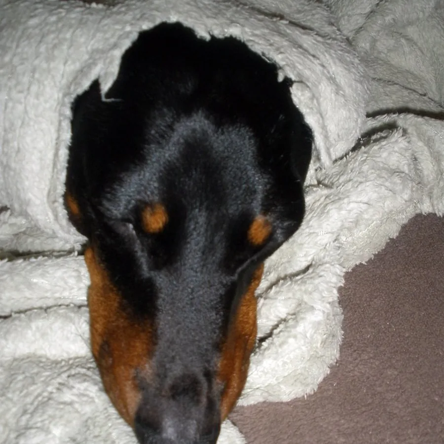Rex, pinscher, enrolado numa manta