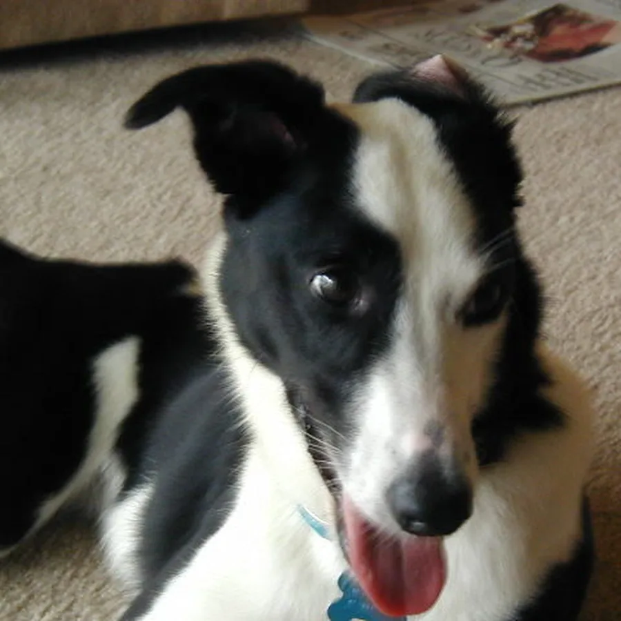 Theo, border collie, deitado no tapete da sala