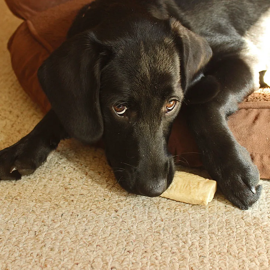 Thor, labrador, deitado no tapete com o petisco