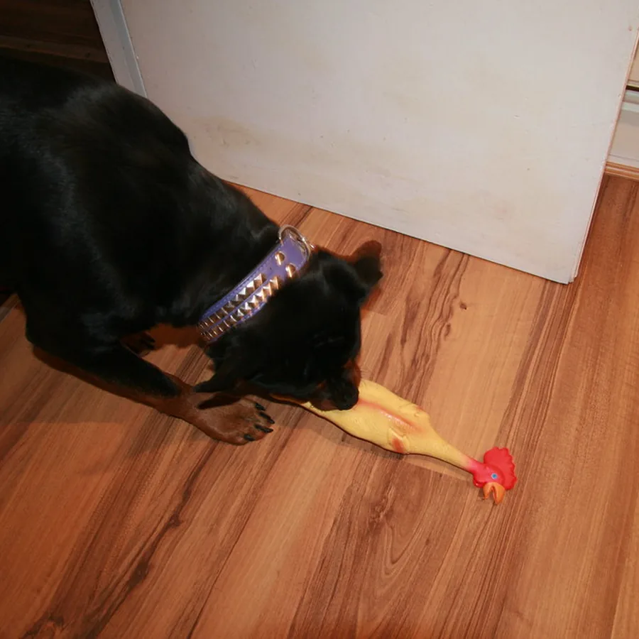 Zeus, rottweiler, brincando no piso de madeira