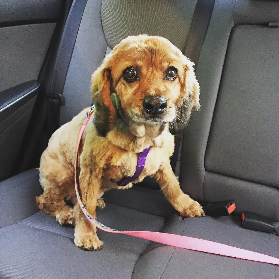 Tina, cocker spaniel, sentada no banco do carro com a guia rosa
